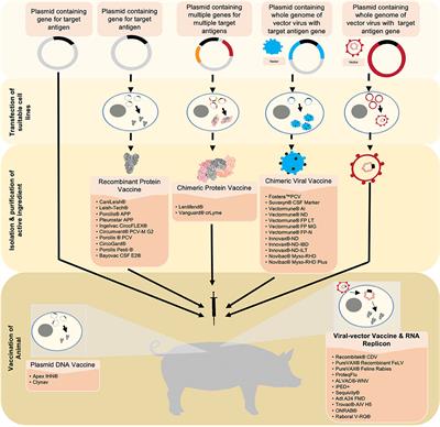 Novel Vaccine Technologies in Veterinary Medicine: A Herald to Human Medicine Vaccines